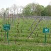 Weinberg Rattey_1