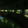Aquarienwelt im Müritzeum Waren