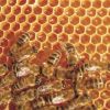 Schau-Imkerei und Bienenmuseum Neumann