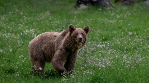 Braunbär Dasha im BÄRENWALD Müritz (c) BÄRENWALD Müritz_Riccardo und Marie Maywald