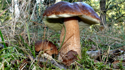 Steinpilz_Udo-Hopp-Feldberg