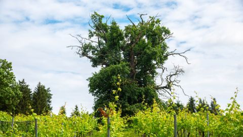 Weingut Schloss Rattey
