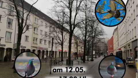 stadttauben