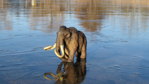 Eiszeit-Mamut-FAT_Mueritzeum-VD