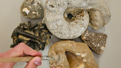 Geologe-in-Arbeit_FAT-Mueritzeum_VD