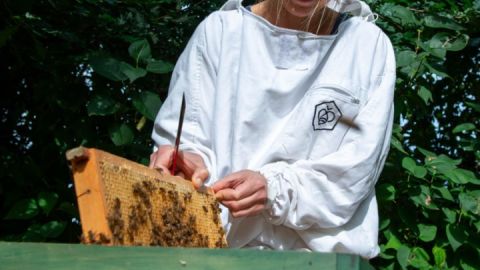 an der geöffneten Bienenbeute