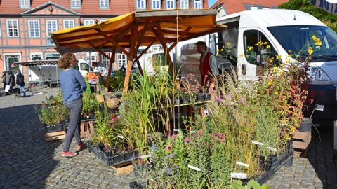 Grüner Markt Waren (Müritz)