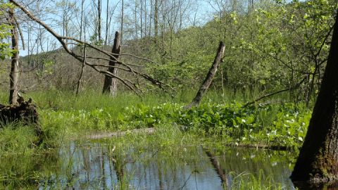 Blick vom Moorsteg auf das Moor bei Serrahn