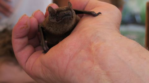 Fledermaus