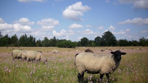 Schafe in Grasnelken