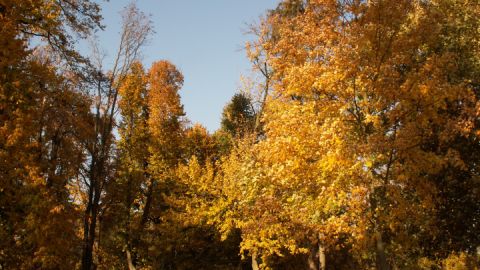 herbstlaub