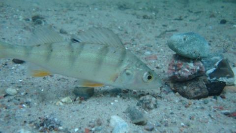 fisch mit fisch