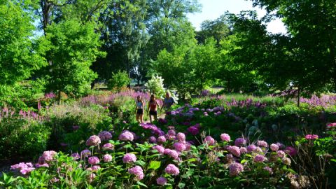 Im Sommer bezaubert die Besucher das Hortensienparadies
