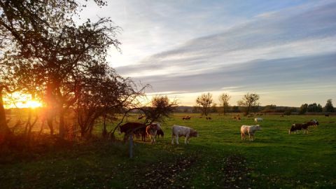 Besuch beim heimischen Rindvieh