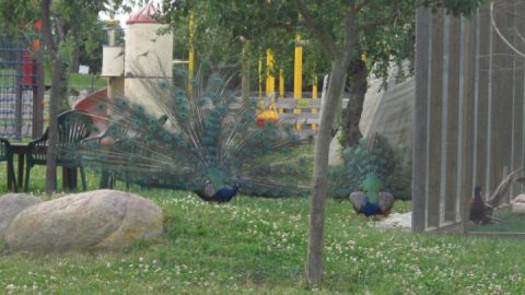 bilder-allgemein-2010-191