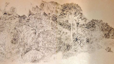 Wenn Gudrun von Maltzan in Mecklenburg ist, zeichnet sie vor allem die mächtigen Bäume auf altem unbedrucktem Zeitungspapier, hier eine Bleistift-Zeichnung von 2007. 