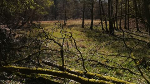 abwechslungsreiche Waldlandschaft