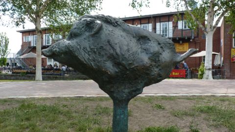 Wildschwein - rasende Sau