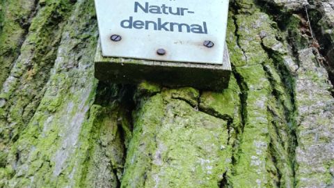 Naturdenkmalschild an einer Eiche