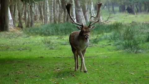 Wildpark Boek 