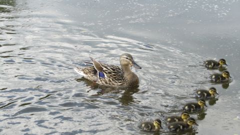 Enten am Mühlenteich