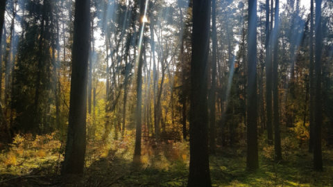 wald_wienpietschseen