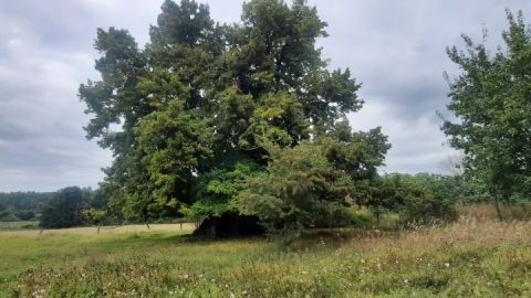 Alte Linde