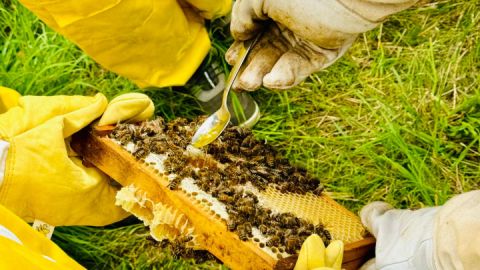 Honigverkostung direkt aus dem Bienenstock