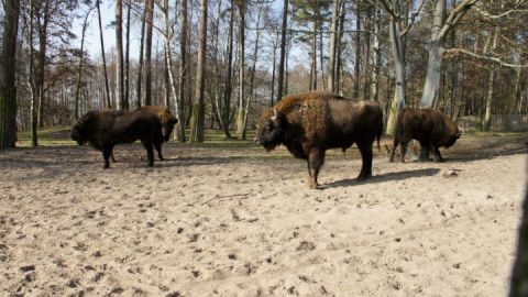 Wisente im Schaugatter