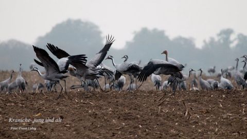 kraniche-jung-und-alt-auf-feld