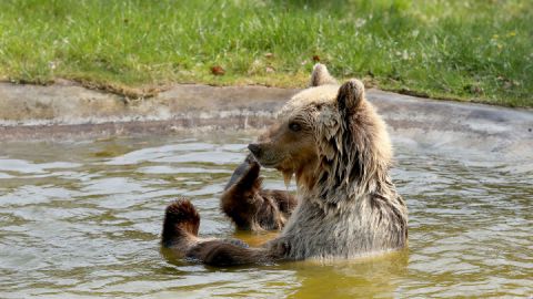 Braunbärin Luna badet - BÄRENWALD Müritz