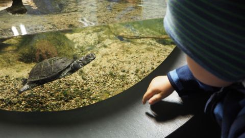 Seltene Begegnungen - die europäische Sumpfschildkröte im Müritzeum - ehemals heimisch bei uns.