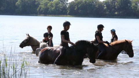 Pferdehof Zislow_Pferde-im-Wasser
