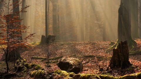 Nebelwald, Mecklenburgische Seenplatte