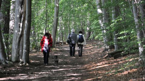 Wanderweg am Ufer des Stechlinsees