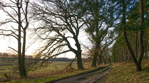 Wanderweg auf der Wandertour Müritz-Nationalpark Weg