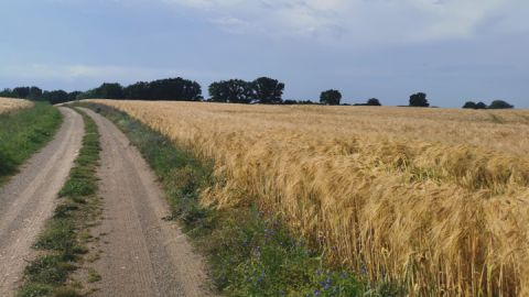 Wegbeschaffenheit und Landschaftsblick auf der Radtour - Pohnstorf - Malchiner See Runde