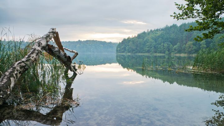 Blick auf den Stechlinsee