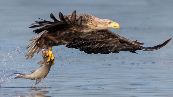 Natur erleben - Seeadler Natur erleben - Seeadler