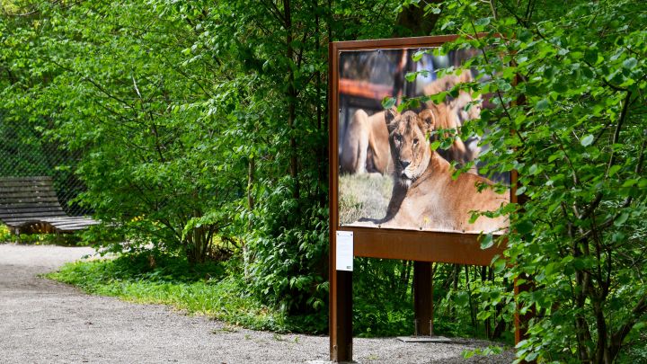 Waldgalerie Ausstellung 2026 im BÄRENWALD Müritz