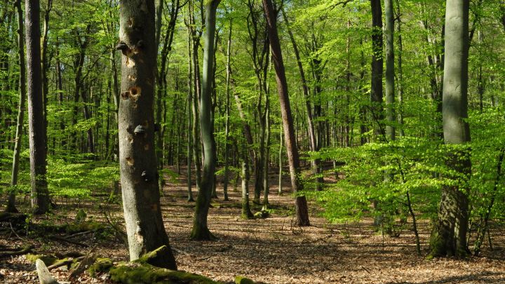 Im Reich der Buchen_LüH