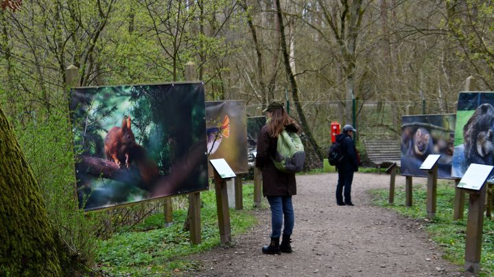 BWM_Waldgalerie_Ausstellung 2024