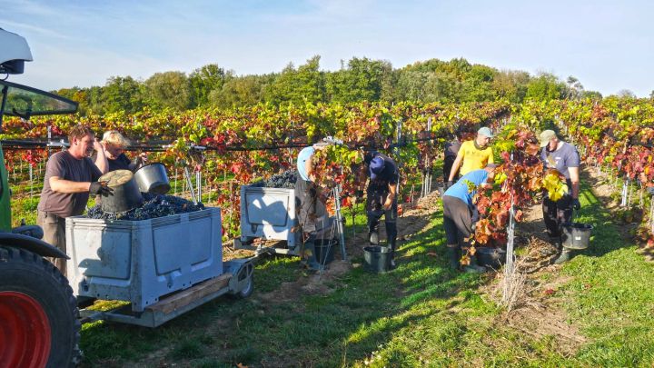 Weingut Schloss Rattey