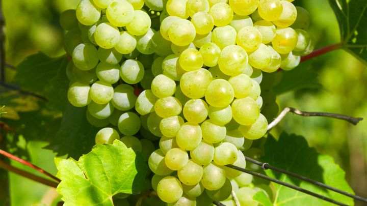 Weingut Schloss Rattey