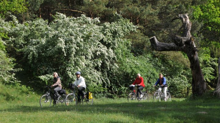 Radwandern im Müritz-Nationalpark