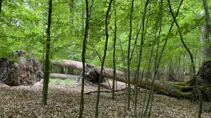 Müritz-Nationalpark bei Grünow