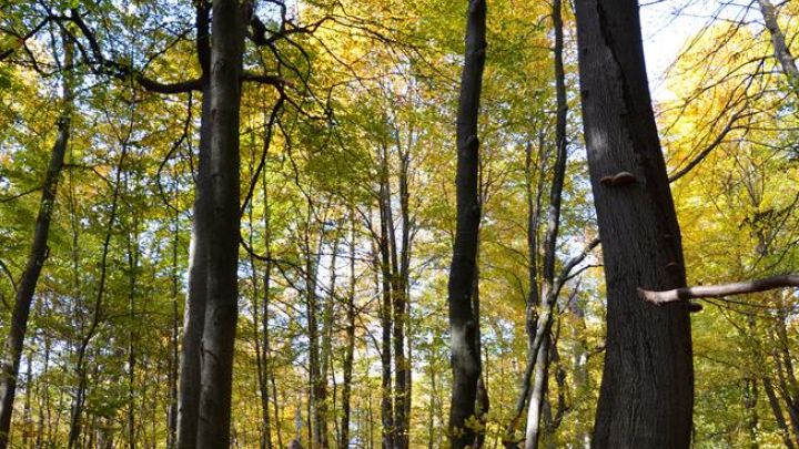 beeindruckende Buchen im Unesco Welterbe