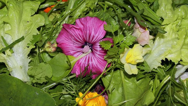 wildbluetensalat1 wildbluetensalat1