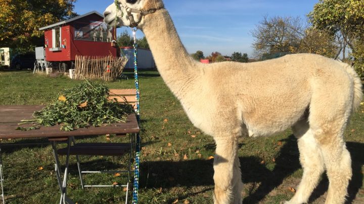 Kleiner Alpakahof mit Hofladen in Penkow 
