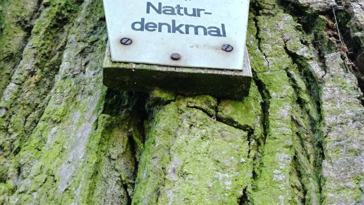 Naturdenkmalschild an einer Eiche Naturdenkmalschild an einer Eiche